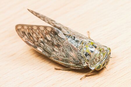 Close up of Cicada on Wooden Backgroundの写真素材