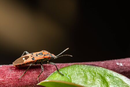 Close up red cotton stainer bug or manfaced bug on branch of tree and black background