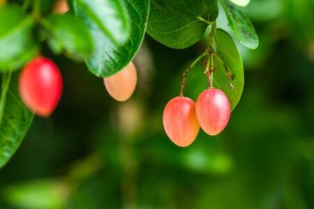Bengal currants are sweet and sour tropical fruit on tree, Bengal currants are red fruit are high in...
