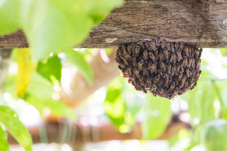 Honeybee swarm hanging on wooden beam