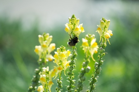 A bumblebee on the flowerの写真素材