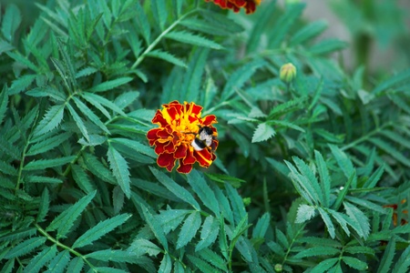A bumblebee on the flower
