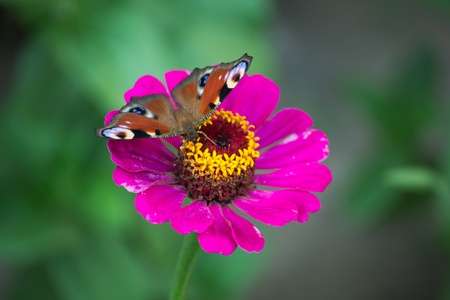 A butterfly on the flowerの写真素材