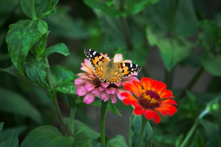 A butterfly on the flowerの写真素材