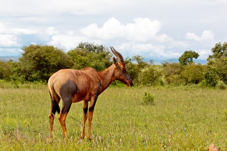 Antelope Marshの写真素材
