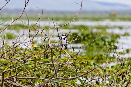 Pied Kingfisherの写真素材