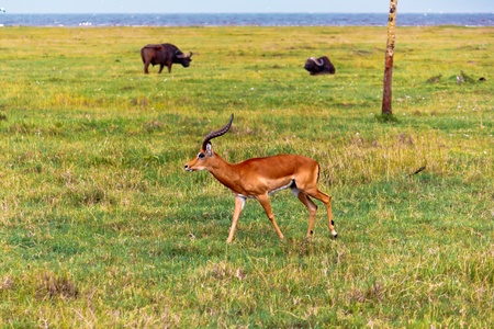 Gazelleの写真素材