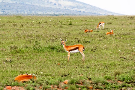 Gazelleの写真素材