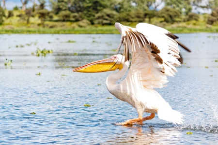 The Pelican is Flyingの写真素材