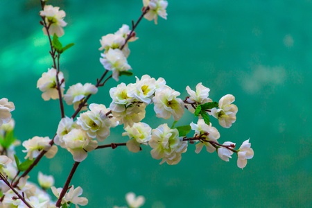 White Cherry Blossom