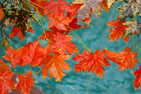 Autumn Orange Leaves