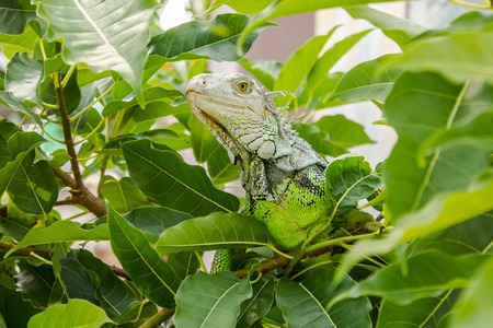 The Iguana on the Treeの写真素材