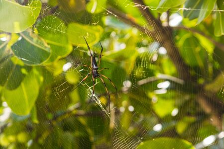 Spider is hanging from tree in the forestの写真素材