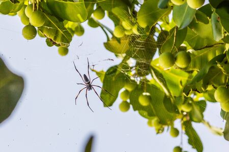 Spider is hanging from tree in the forest