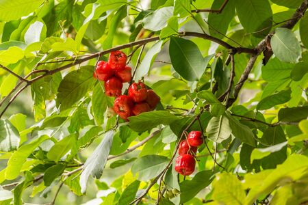 Small red fruit on a tree