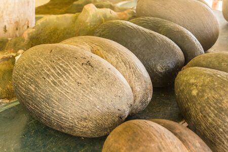 Amazing coconuts of Seychelles. Coco de merの写真素材