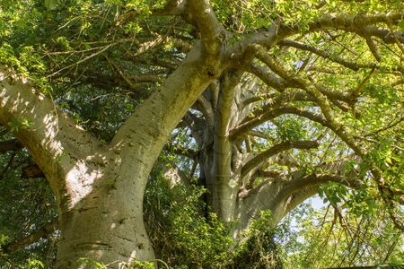 The Baobab Tree in the Tanzania, Africa, Mafia islandの写真素材