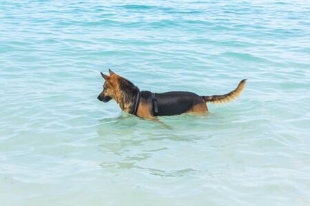 The Dog play on the Sea in Zanzibarの写真素材