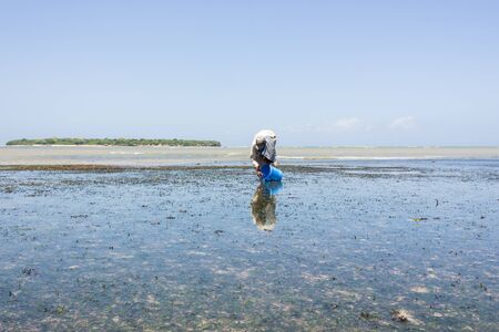 The man catch a Ophiura albida in Sea