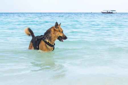 The Dog play on the Sea in Zanzibarの写真素材