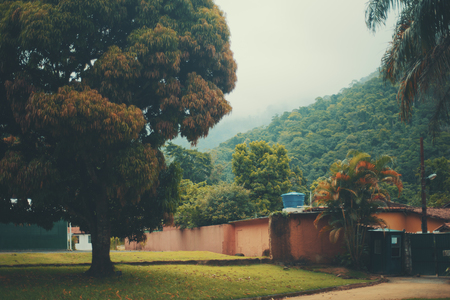 Huge beautiful tree and rainforest mountains behind of it in Jardim Botanico garden of Rio de Janeiro, Brazil, low clouds, summer dayの写真素材