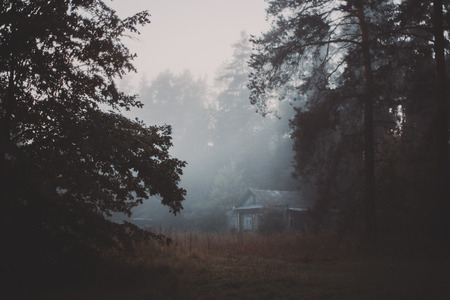 Early dark misty morning in forest village with trees in front and old wooden village houses in distance, drops of dew on needles and grass, duskの写真素材