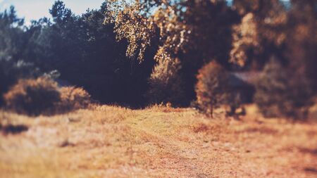True tilt-shift shooting of path through the meadow following to dark forest between open areas, trees and blurred houses in distance, warm sunny day, autumn or summerの写真素材