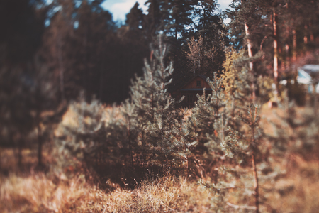 True tilt-shift shooting of small fir and houses surrounded by pine trees and forest in distance, warm sunny day, autumn or summerの写真素材