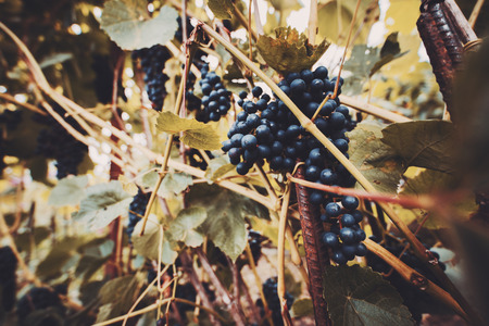 Wide angle shot of bunches of black grapes surrounded by green leaves and metal rods; vineyards on a sunny day in autumn or summer harvestの写真素材
