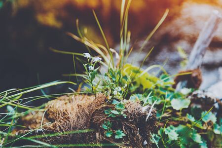 Macro shoot of small flowers and grass growing from threadlike curly roots and moss with blurred mountain river in the background, pinery, Russia, Sayanの写真素材