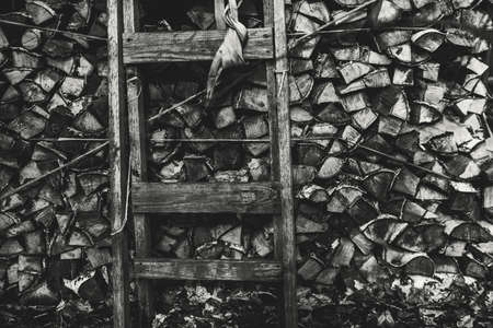 Black and white shooting of firewood stock with old wooden ladder near them, woods storage with shabby timbered stepladder on dark moody winter or springtime day with dry oak leaves on the groundの写真素材
