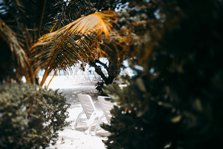 True tilt-shift shooting of two rows of white beach chairs standing on resort in front of ocean coastline under coconut palm branches and surrounded by bushesの写真素材