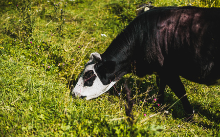 Black cow with white head is eating grass on meadow in Altai mountains; close-up view of young bull pasturing on green glade with native grasses and flowers with copy space for text, logo or advertの写真素材