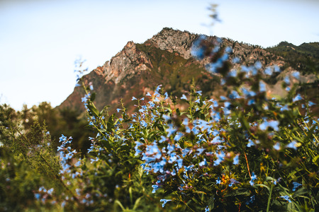 Landscap with light-blue flowers in among greenery of native grasses in foreground and two peaks in background, Altai mountains near Chemal district, Russia, tilt-shift shootingの写真素材