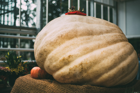 Extremely huge, giant beige pumpkin with golden crown on the top is laying on sacking in glasshouse after harvesting with regular orange pumpkin near and looks so small, shallow depth of fieldの写真素材