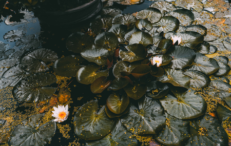 View of beautiful white blooming water-lily flowers in autumn pond overgrown with greenery and strewn with yellow seedsの写真素材