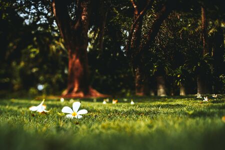 True tilt-shift view of the white beautiful flower buds, fallen from trees around onto green lawn; tropical touristic resort, selective focusの写真素材