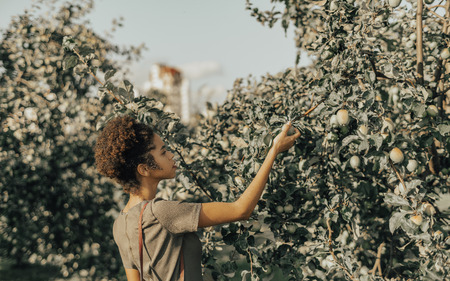 Side view of a young charming African-American female with curly brown Afro hair is picking a green apple from an apple tree in a public park or a garden on a sunny summer dayの写真素材