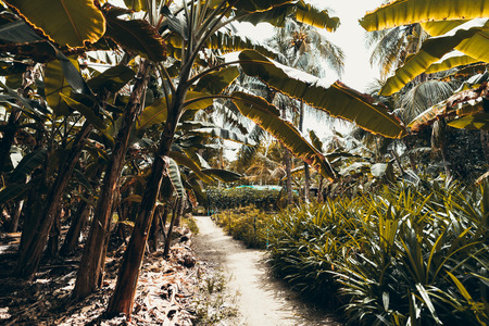 A narrow path under banana palms with the huge leaves surrounded by different plants and trees in the botanical garden of a tropical resort, sunny summer day with contrast shadowsの写真素材