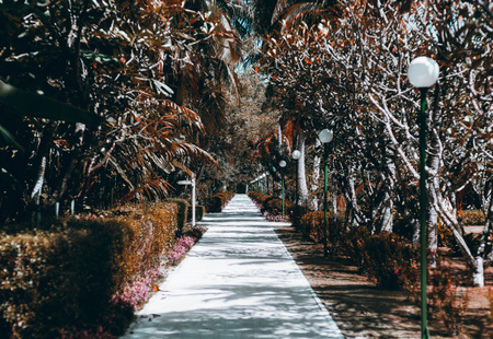 A long narrow footpath in a tropical resort with multiple lanterns on the right, palms, bushes and other plants on both sides, a white coral sand on the ground, dark-green juicy colors, a sunny dayの写真素材