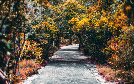 Beautiful vivid passage between tropical trees and plants of a national parkland in Praia do Forte, Bahia state of Brasil; spots of sunlight on the paved pathway, colorful lush foliage, a dark alleyの写真素材
