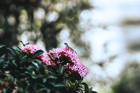 The lizard or gecko froze on the pink flowers of bush in a park; shallow depth of field, strong...