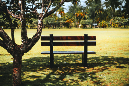 Empty wooden bench in the shadow of the tree in front of the meadow or field in a tropical resort; palms and other rainforest plants in a defocused background, shallow depth of fieldの写真素材