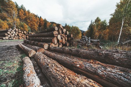 Wide-angle view of a logging camp on the countryside in an autumn forest with heaps of recently cut tree trunks; numerous timber near a rural sawmill in fall settings with hills in the backgroundの写真素材