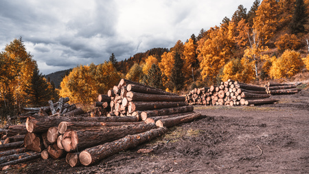 A wide-angle shot of the exploitation of wood for several purposes on a forest during fall; several...