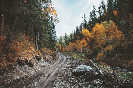 Amazing wide-angle view of dirt road stretching into the distance in the mountain forest surrounded by stones, yellowed birches, firs, pines and other trees of an autumn wood, Altai mountains, Russiaの写真素材