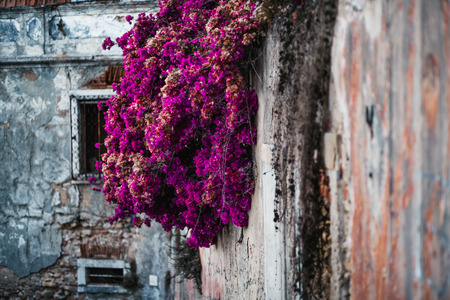 A flaked wall with a huge hanging down flowering bush with purple and violet flowers on it with an abandoned antique building facade in a defocused background, Lisbon, Portugalの写真素材