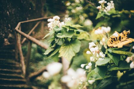 True tilt-shift image with a shallow depth of field and selective focus on white small flowers of a tree surrounded by green leaves, an old stone stair with a wooden railing behind, Sintra, Portugalの写真素材