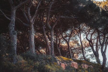 Side view with a shallow depth of field of a group of trees (Pinheiros) on the rocky slope at the...