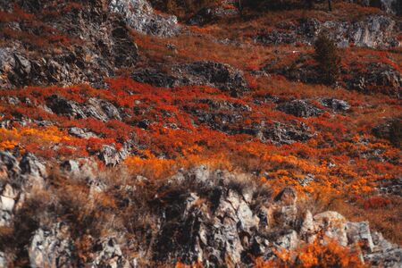 View of an autumn hillside overgrown with red and orange native grasses and rare trees, with rocks in a defocused foreground and numerous rock outcrops, selective focus, Altai mountains, Russiaの写真素材